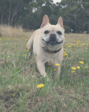 Belly, a cream French bulldog, running towards the camera through a field of dandelions with her ears up and her mouth open